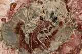 Beautiful Petrified Wood (Araucaria) Slab - Madagascar #361481-1